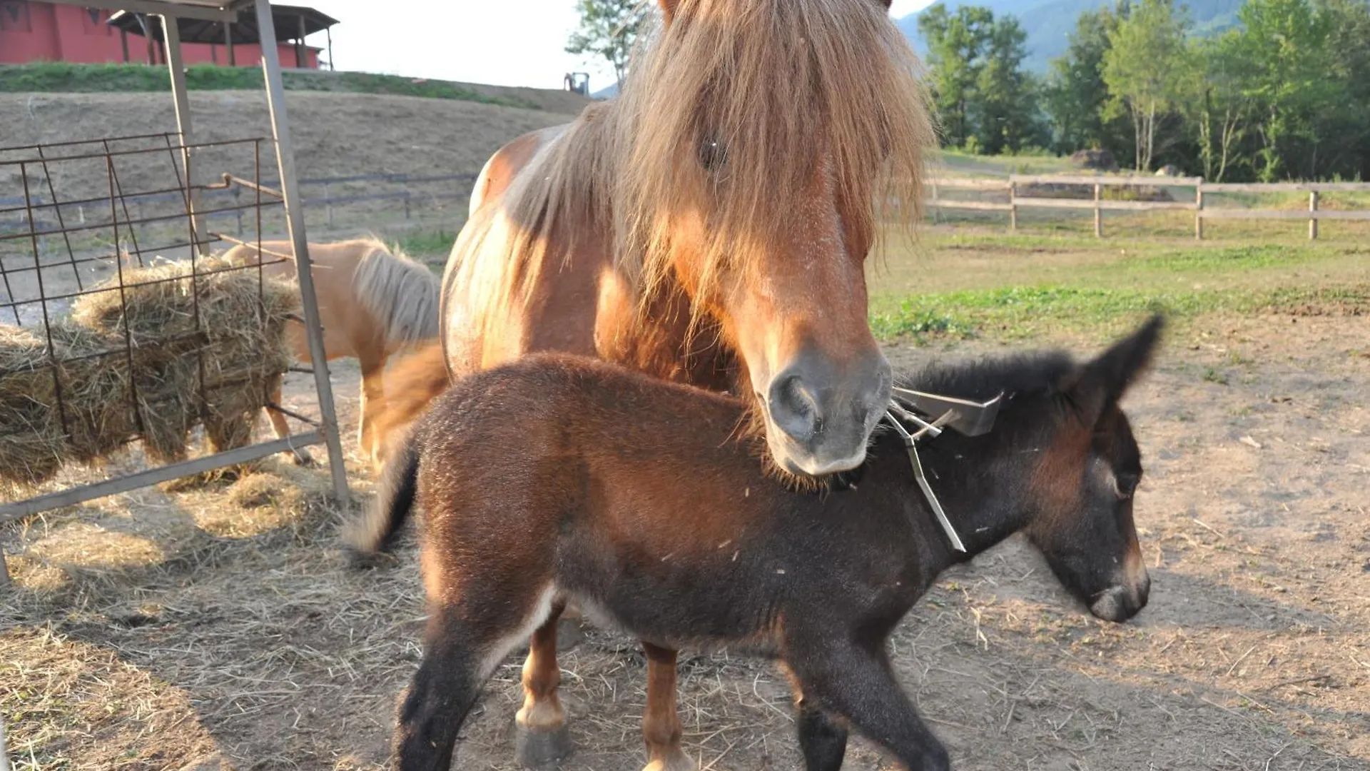 Séjour à la ferme Agriturismo Polla Camporgiano